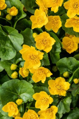 Engkabbeleje Caltha palustris 5-10 potte P9 Caltha palustris