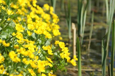 Engkabbeleje Caltha palustris 5-10 potte P9 Caltha palustris