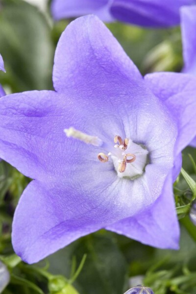 Almindelig klokkeblomst Campanula cochleariifolia 5-10 potte P9 Campanula cochleariifolia