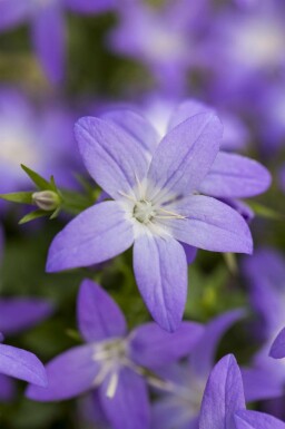 Klokkeblomst Campanula garganica 5-10 potte P9 Campanula garganica