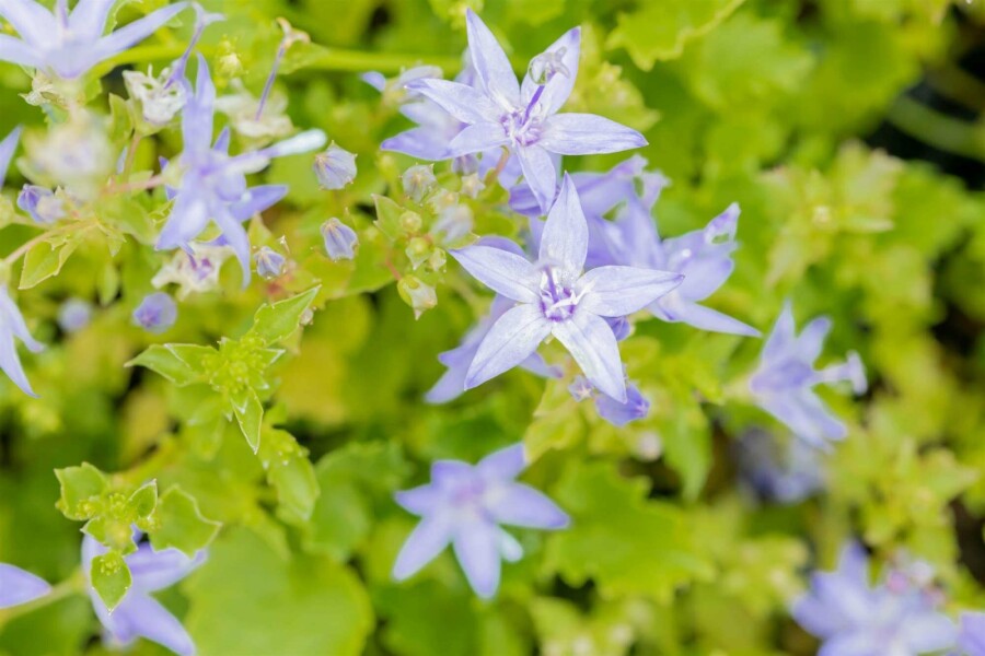 Klokkeblomst Campanula garganica 5-10 potte P9 Campanula garganica