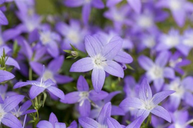 Klokkeblomst Campanula garganica 5-10 potte P9 Campanula garganica