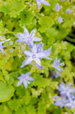 Klokkeblomst Campanula garganica 5-10 potte P9 Campanula garganica