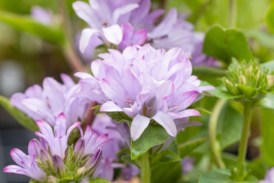Klokkeblomst Campanula glomerata 'Caroline' 5-10 potte P9 Campanula glomerata 'Caroline'