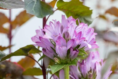 Klokkeblomst Campanula glomerata 'Caroline' 5-10 potte P9 Campanula glomerata 'Caroline'
