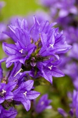 Klokkeblomst Campanula glomerata 5-10 potte P9 Campanula glomerata
