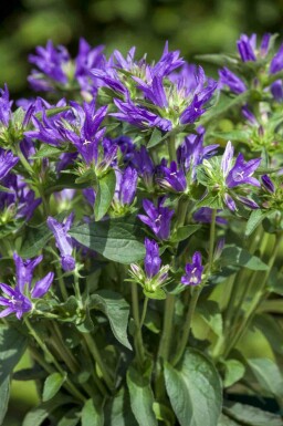 Klokkeblomst Campanula glomerata 5-10 potte P9 Campanula glomerata