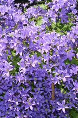 Hvidklokke Campanula lactiflora 5-10 potte P9 Campanula lactiflora