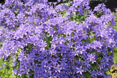Hvidklokke Campanula lactiflora 5-10 potte P9 Campanula lactiflora
