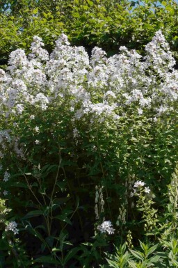 Campanula latifolia 'Alba'