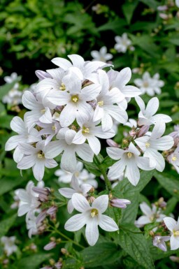 Bredbladet klokke Campanula latifolia 'Alba' 5-10 potte P9 Campanula latifolia 'Alba'