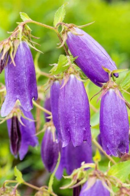 Klokke Campanula punctata 'Sarastro' 5-10 potte P9 Campanula punctata 'Sarastro'