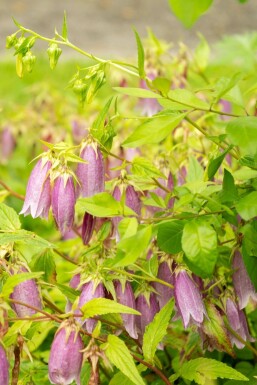 Plettet klokke Campanula takesimana 5-10 potte P9 Campanula takesimana