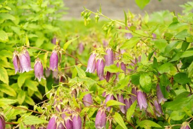 Plettet klokke Campanula takesimana 5-10 potte P9 Campanula takesimana