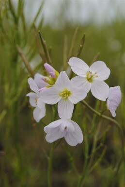 Engkarse Cardamine pratensis 5-10 potte P9 Cardamine pratensis