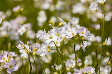 Engkarse Cardamine pratensis 5-10 potte P9 Cardamine pratensis