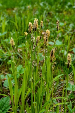 Stiv siv Carex acutiformis 5-10 potte P9 Carex acutiformis