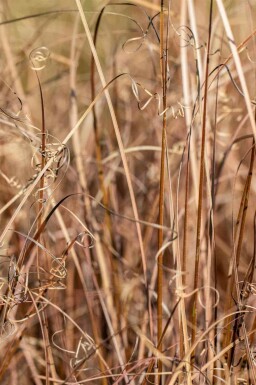 Bronzestar Carex comans 'Bronze Form' 5-10 potte P9 Carex comans 'Bronze Form'
