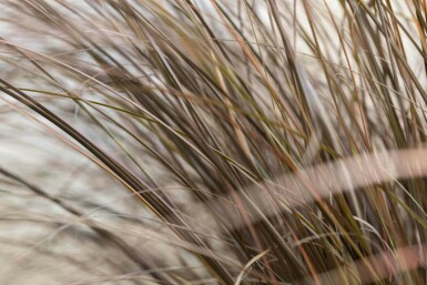 Bronzestar Carex comans 'Bronze Form' 5-10 potte P9 Carex comans 'Bronze Form'