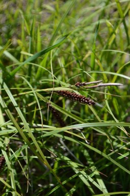 Blågrøn star Carex flacca 5-10 potte P9 Carex flacca