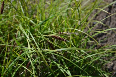 Blågrøn star Carex flacca 5-10 potte P9 Carex flacca