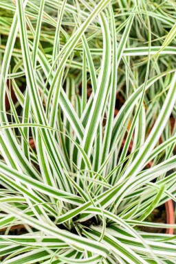 Japansk star Carex oshimensis 'Everest' 5-10 potte P9 Carex oshimensis 'Everest'