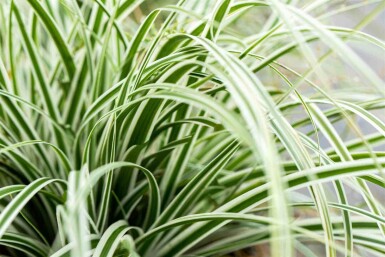 Japansk star Carex oshimensis 'Everest' 5-10 potte P9 Carex oshimensis 'Everest'