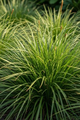 Prydgræs Carex oshimensis 'Evergreen' 5-10 potte P9 Carex oshimensis 'Evergreen'