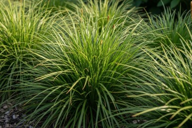 Prydgræs Carex oshimensis 'Evergreen' 5-10 potte P9 Carex oshimensis 'Evergreen'
