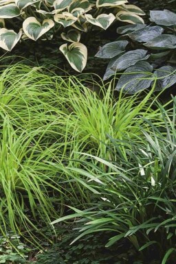 Japansk star Carex oshimensis 'Everillo' 5-10 potte P9 Carex oshimensis 'Everillo'