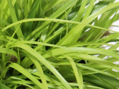 Japansk star Carex oshimensis 'Everillo' 5-10 potte P9 Carex oshimensis 'Everillo'