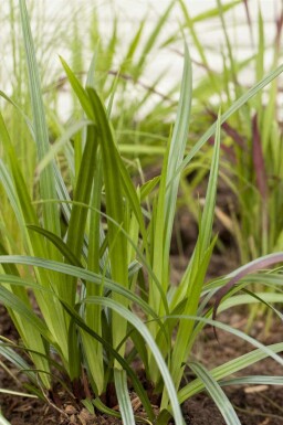 Bredbladet sedge Carex plantaginea 5-10 potte P9 Carex plantaginea