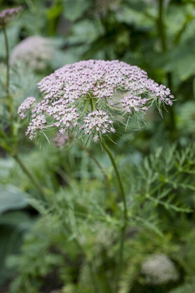 Spidskommen Carum carvi 5-10 potte P9 Carum carvi