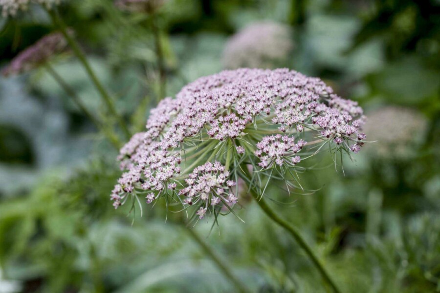 Spidskommen Carum carvi 5-10 potte P9 Carum carvi