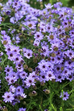 Blå knap Catananche caerulea 5-10 potte P9 Catananche caerulea