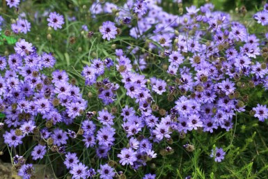 Blå knap Catananche caerulea 5-10 potte P9 Catananche caerulea
