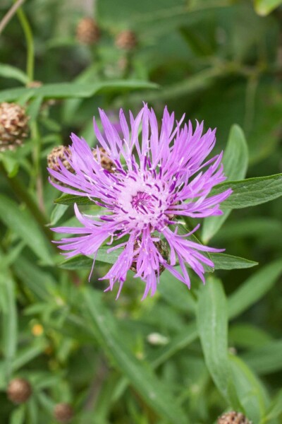 Engelsk rødknap Centaurea jacea 5-10 potte P9 Centaurea jacea