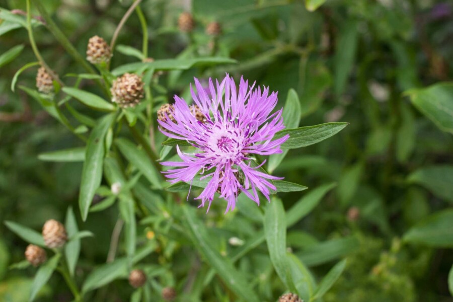 Engelsk rødknap Centaurea jacea 5-10 potte P9 Centaurea jacea