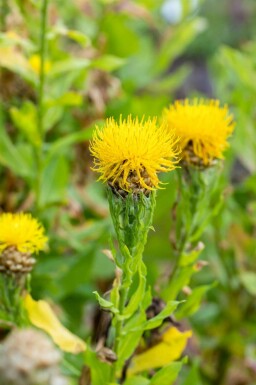 Centaurea macrocephala