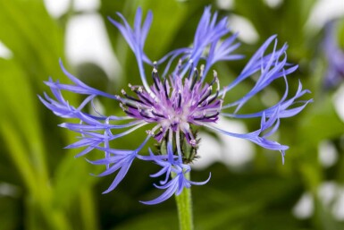 Bjergknopurt Centaurea montana 'Grandiflora' 5-10 potte P9 Centaurea montana 'Grandiflora'