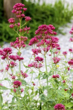 Rød sporebaldrian Centranthus ruber 5-10 potte P9 Centranthus ruber