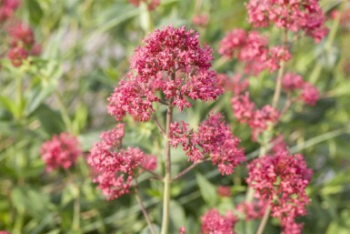 Rød sporebaldrian Centranthus ruber 5-10 potte P9 Centranthus ruber