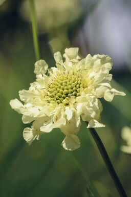 Gigant skabiose Cephalaria gigantea 5-10 potte P9 Cephalaria gigantea