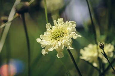 Gigant skabiose Cephalaria gigantea 5-10 potte P9 Cephalaria gigantea