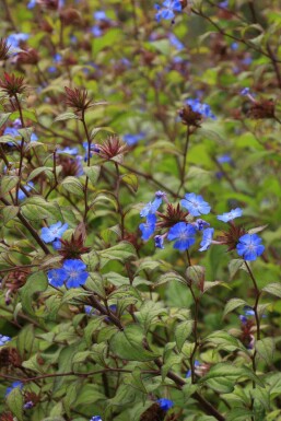 Kina blomst Ceratostigma willmottianum 5-10 potte P9 Ceratostigma willmottianum