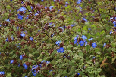 Kina blomst Ceratostigma willmottianum 5-10 potte P9 Ceratostigma willmottianum