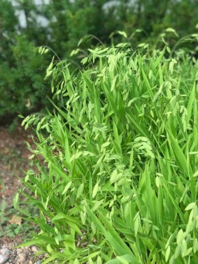 Chasmanthium latifolium