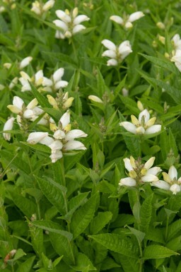 Duehoved Chelone obliqua 'Alba' 5-10 potte P9 Chelone obliqua 'Alba'