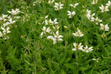 Duehoved Chelone obliqua 'Alba' 5-10 potte P9 Chelone obliqua 'Alba'