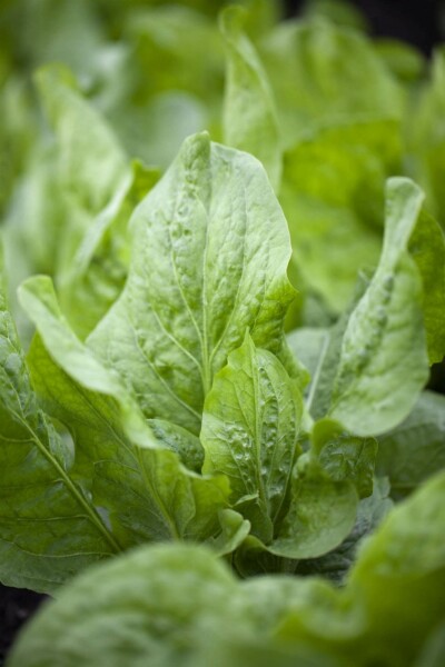 Cikorie Cichorium intybus 5-10 potte P9 Cichorium intybus